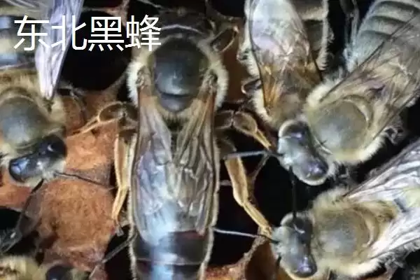 图片[6]-蜜蜂品种及优缺点 (蜜蜂品种是否有中华蜜蜂等且各自优缺点是什么)-会东网