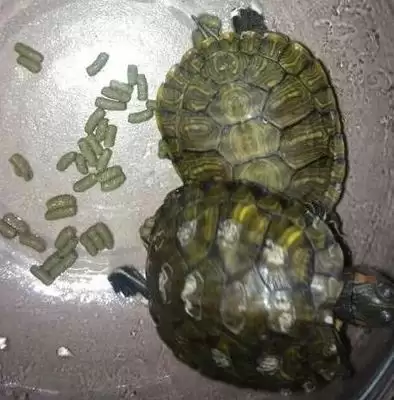 图片[4]-常见水龟品种列举 (常见水龟是否有巴西龟等品种)-会东网
