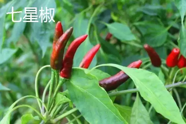 图片[4]-常见辣椒品种 (常见辣椒品种是否有朝天椒等)-会东网