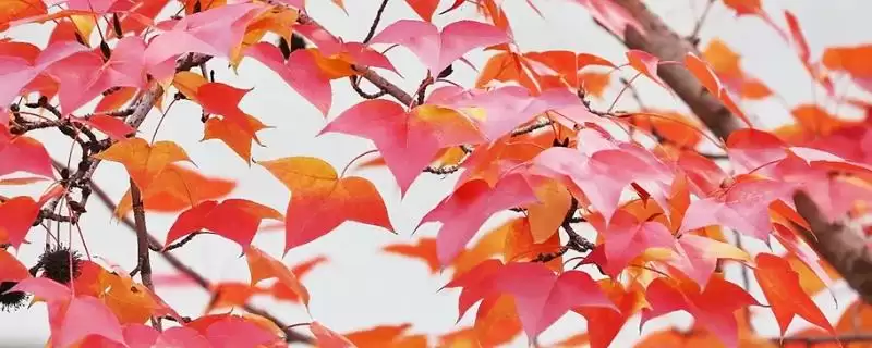三角枫植物分类 (三角枫是否为槭树科落叶乔木)-会东网