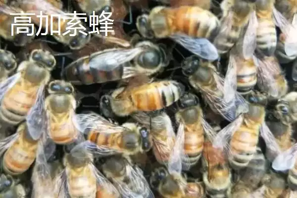 图片[5]-蜜蜂品种及优缺点 (蜜蜂品种是否有中华蜜蜂等且各自优缺点是什么)-会东网