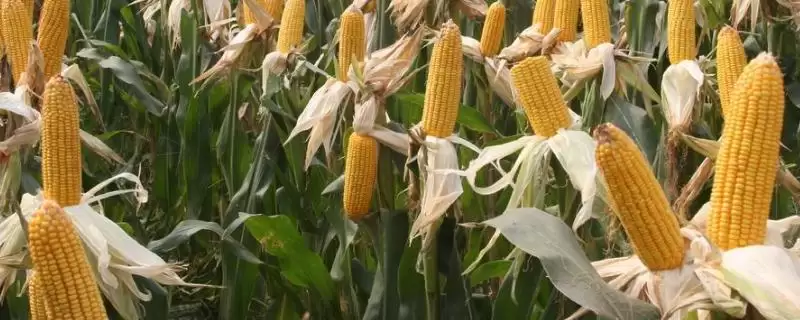 裕丰 303 玉米种子防护 (裕丰 303 玉米种子是否需预防小斑病)-会东网