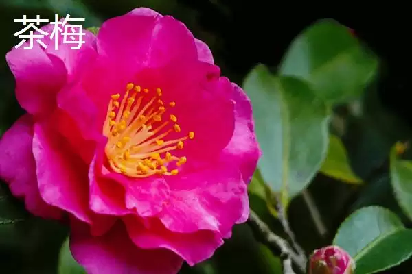 图片[8]-茶花植株特征 (茶花是否叶片薄、植株高大)-会东网