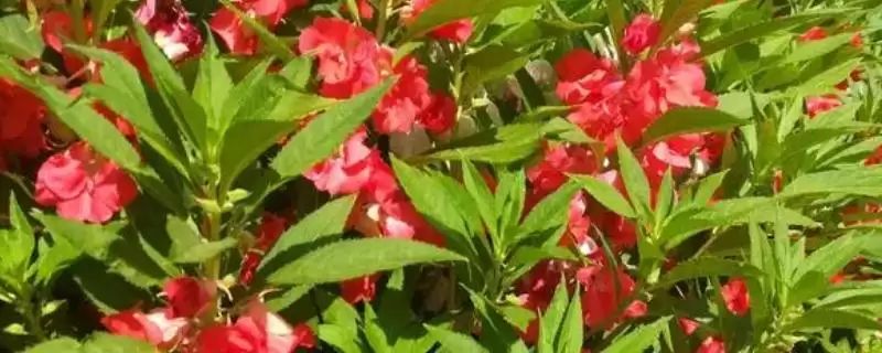 凤仙花常见品种列举 (凤仙花常见品种是否有新几内亚凤仙花等)-会东网