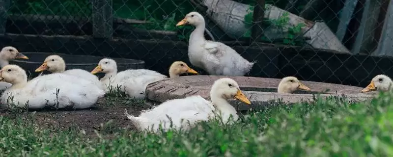 家畜和家禽差异对比 (家畜和家禽在类型、繁育速度、用处方面是否不同)-会东网