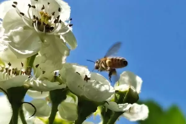 图片[4]-蜜蜂采蜜时间范围 (蜜蜂是否一年四季都可采蜜)-会东网