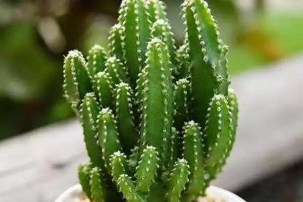 图片[2]-常见多肉植物类别列举 (常见多肉植物是否有仙人掌科等)-会东网