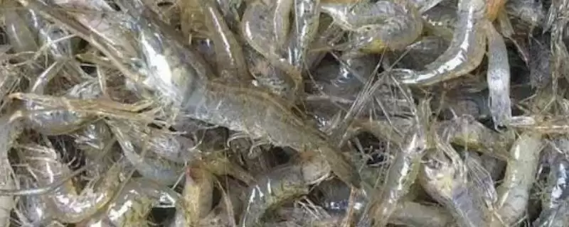 自来水养河虾存活 (自来水养河虾能否存活 3 - 5 小时)-会东网
