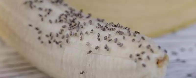 香蕉籽粒属性 (香蕉黑色籽粒是否为种子)-会东网