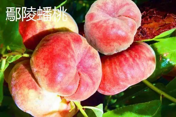 图片[5]-油蟠桃果皮特性 (油蟠桃果皮是否光滑且易清洗)-会东网