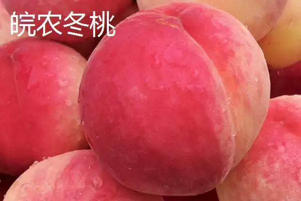 图片[3]-金秋红蜜桃等成熟时间 (金秋红蜜桃等桃子是否在 10 月成熟)-会东网