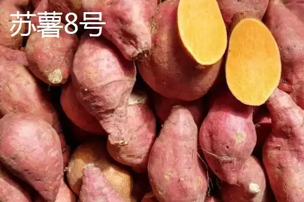 图片[2]-苏薯 8 号平均产量 (苏薯 8 号平均产量是否为 8500 斤)-会东网