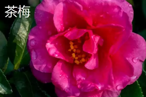 图片[2]-茶花植株特征 (茶花是否叶片薄、植株高大)-会东网