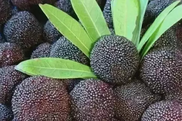 图片[8]-荸荠杨梅与东魁杨梅味道 (荸荠杨梅与东魁杨梅味道是否依个人口味而异)-会东网