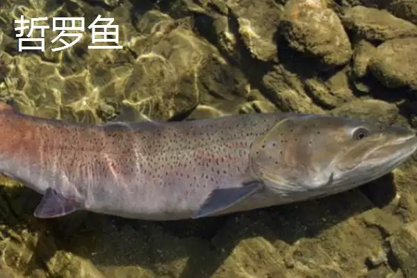 图片[4]-东北冷水鱼种类列举 (东北冷水鱼常见是否有 5 种)-会东网