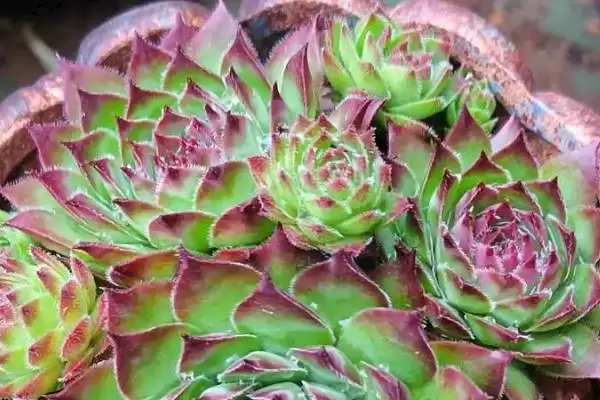 图片[3]-常见多肉植物类别列举 (常见多肉植物是否有仙人掌科等)-会东网