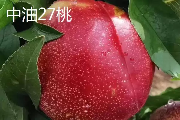 图片[8]-金秋红蜜桃等成熟时间 (金秋红蜜桃等桃子是否在 10 月成熟)-会东网