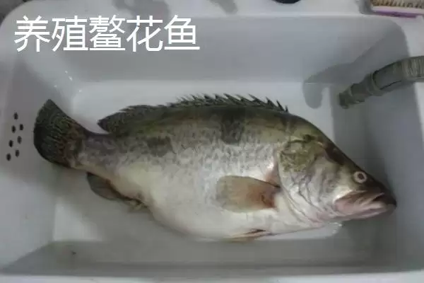 图片[4]-野生鳌花鱼价格情况 (野生鳌花鱼价格是否为 60 – 70 元  斤)-会东网