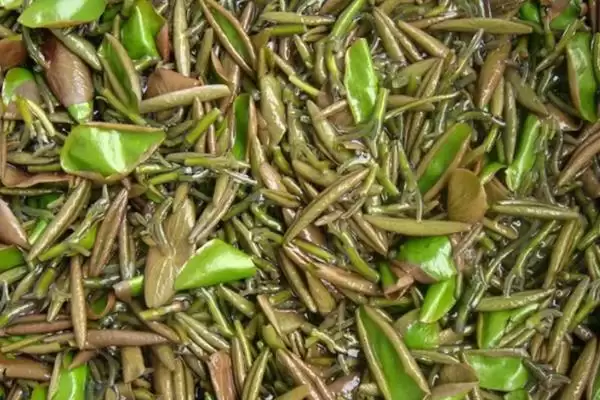 图片[11]-种植野菜利润因素 (种植野菜利润是否因品种等而异)-会东网