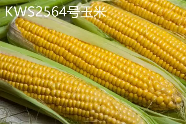 图片[5]-玉米数量估算 (10 斤玉米是否约 14 – 25 个)-会东网