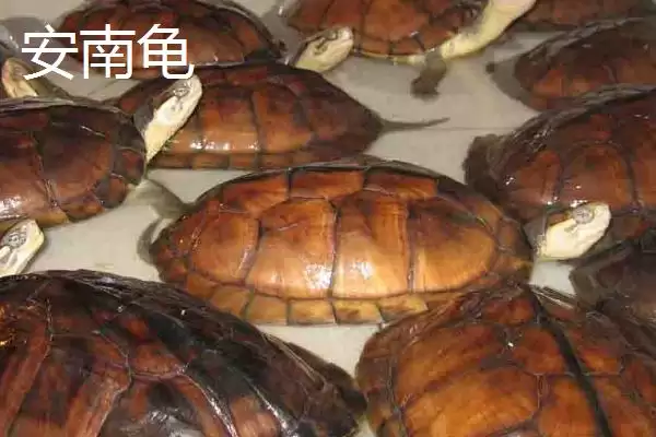 图片[5]-石金钱龟物种特性 (石金钱龟是否是古老水龟)-会东网