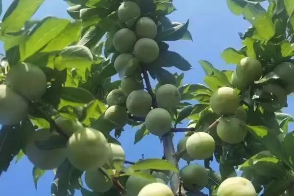 图片[9]-中国奈李之乡认定 (中国奈李之乡是否为汝城县)-会东网
