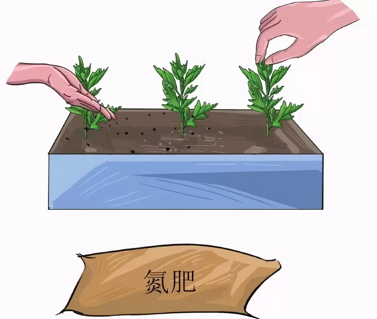 图片[2]-艾蒿的种植要点有哪些, 需要注意什么?-会东网