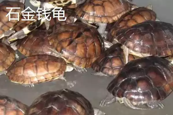 图片[3]-石金钱龟物种特性 (石金钱龟是否是古老水龟)-会东网