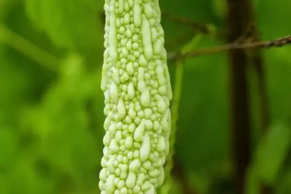图片[5]-常见瓜菜类蔬菜列举 (常见瓜菜类蔬菜是否有南瓜等)-会东网