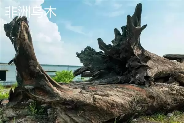 图片[7]-红木常见种类列举 (红木常见是否有降香黄檀等)-会东网