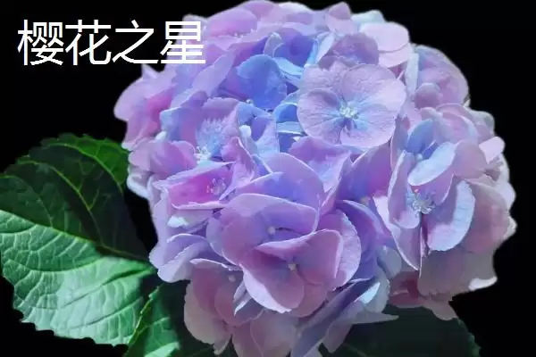 图片[6]-大花绣球常见品种 (大花绣球常见品种是否有万华镜等)-会东网