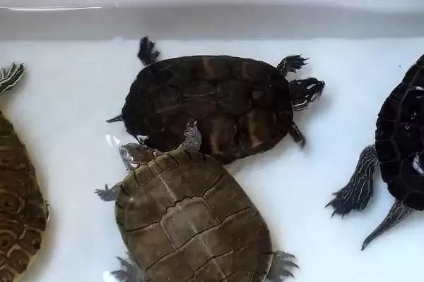 图片[5]-甲鱼、鳖、王八和乌龟指代 (甲鱼、鳖、王八和乌龟是否主要指两种动物)-会东网