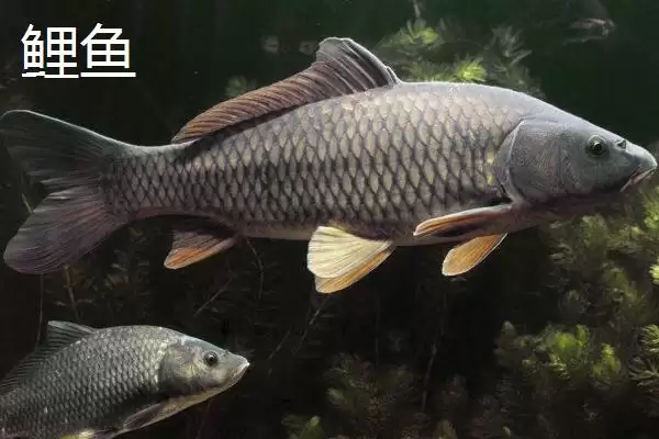 图片[6]-新关东鱼钩拉力值差异 (新关东鱼钩不同型号拉力值差异是否较大)-会东网