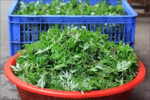 图片[6]-艾蒿的种植要点有哪些, 需要注意什么?-会东网
