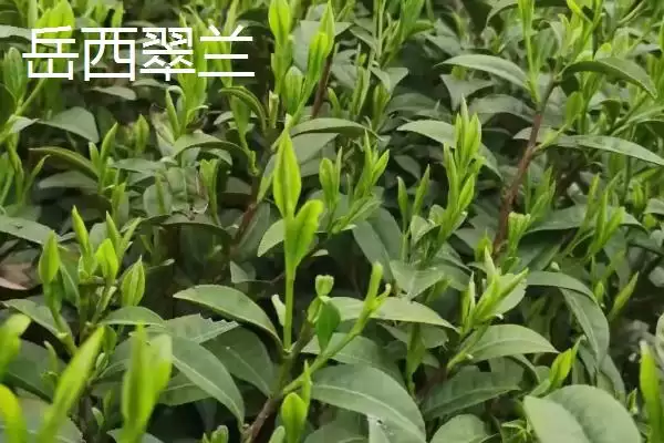 图片[8]-黄山毛峰茶叶地位 (黄山毛峰是否是安徽历史名茶)-会东网