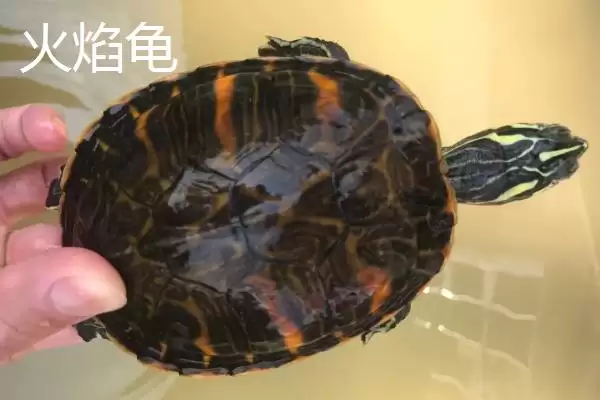 图片[6]-石金钱龟物种特性 (石金钱龟是否是古老水龟)-会东网