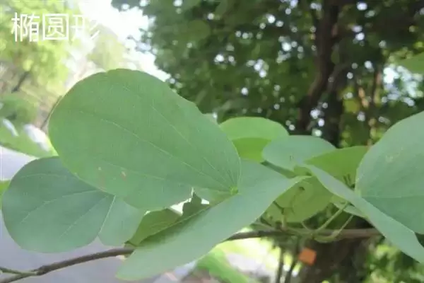 图片[6]-树叶常见颜色种类 (树叶常见颜色是否有绿、金黄、红等)-会东网