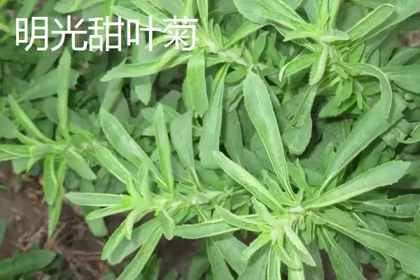 图片[3]-明光梅鱼地方特色 (明光梅鱼是否是当地佳肴)-会东网