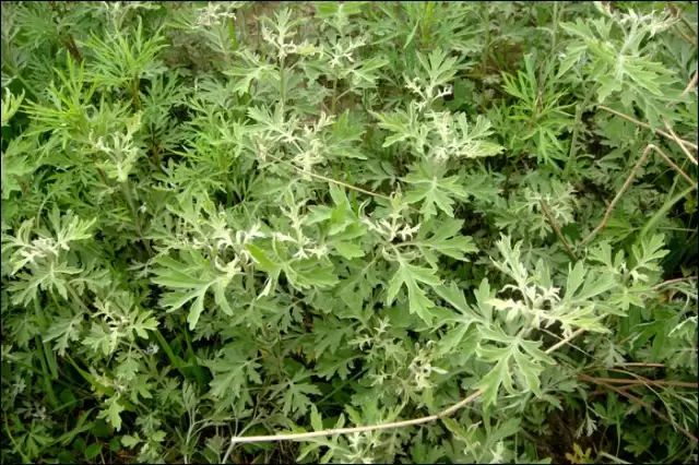 图片[5]-艾蒿的种植要点有哪些, 需要注意什么?-会东网