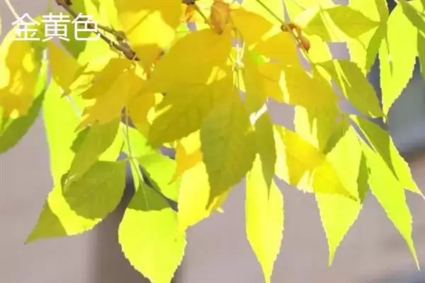 图片[3]-树叶常见颜色种类 (树叶常见颜色是否有绿、金黄、红等)-会东网