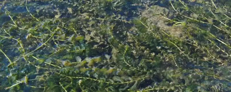 黑藻生物类别 (黑藻是否为水鳖科真核生物)-会东网