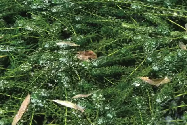 图片[4]-黑藻生物类别 (黑藻是否为水鳖科真核生物)-会东网