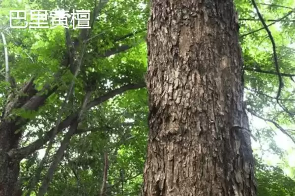 图片[10]-红木常见种类列举 (红木常见是否有降香黄檀等)-会东网