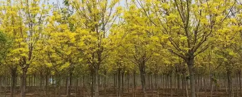 金叶白腊植物特性 (金叶白腊是否为适应力强的落叶乔木)-会东网