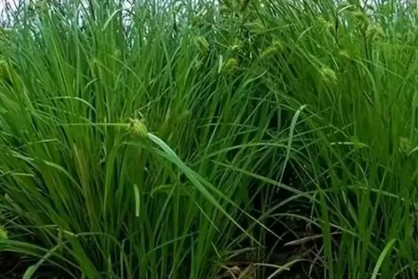 图片[2]-乌拉草植物类别 (乌拉草是否为莎草科多年生草本)-会东网
