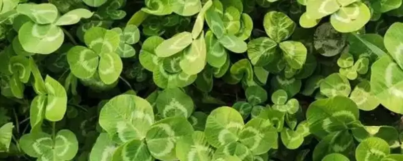 苜蓿草植物属性 (苜蓿草是否为一年或多年生草本)-会东网