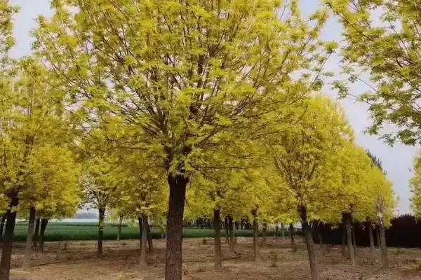 图片[3]-金叶白腊植物特性 (金叶白腊是否为适应力强的落叶乔木)-会东网