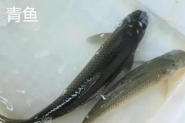 图片[2]-青鱼与草鱼食性特点 (青鱼是否吃荤，草鱼是否吃素)-会东网