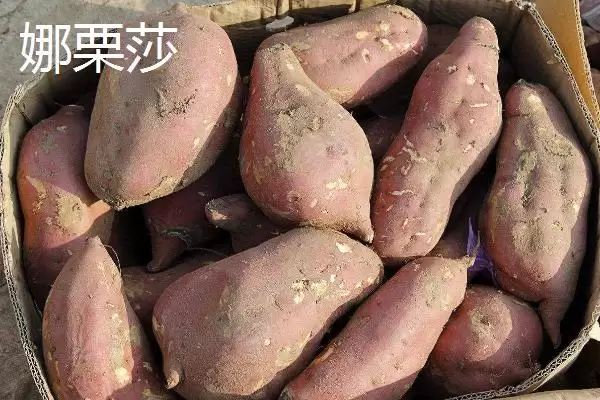 图片[6]-苏薯 8 号平均产量 (苏薯 8 号平均产量是否为 8500 斤)-会东网