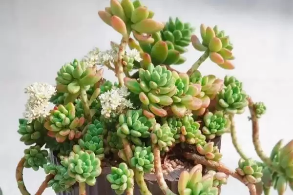 图片[6]-常见多肉植物类别列举 (常见多肉植物是否有仙人掌科等)-会东网